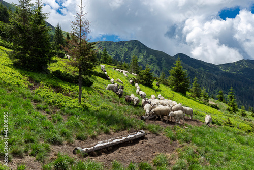 Flocks of sheep graze in the summer in the Ukrainian Carpathians Lysych mountain meadow, Marmara massif. Traditional sheep breeding in the Carpathians. Sheep on pasture on a background of mountains. photo