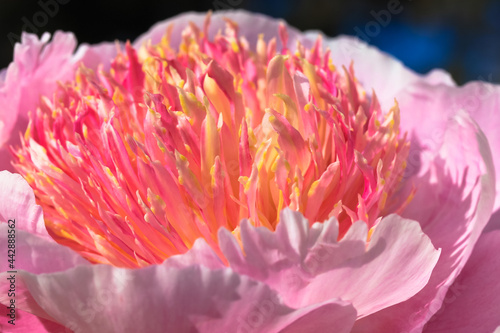 Beautiful pink peony of a pearl placer variety close-up. Delicate flower petals.