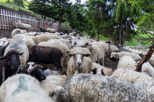 Flocks of sheep graze in the summer in the Ukrainian Carpathians Lysych mountain meadow, Marmara massif. Traditional sheep breeding in the Carpathians. Sheep on pasture on a background of mountains. photo