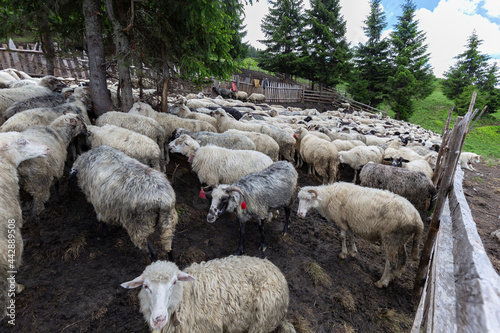 Flocks of sheep graze in the summer in the Ukrainian Carpathians Lysych mountain meadow, Marmara massif. Traditional sheep breeding in the Carpathians. Sheep on pasture on a background of mountains. photo