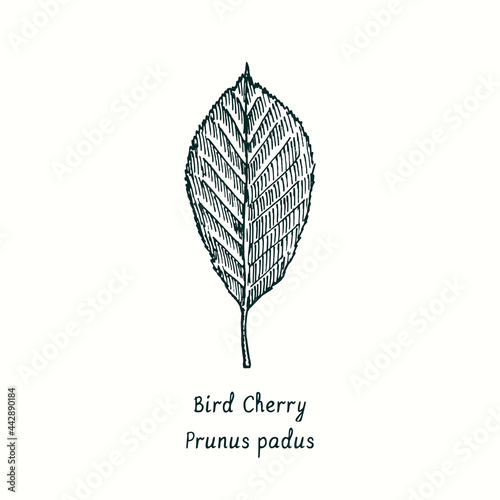 Bird Cherry (Prunus padus) leaf. Ink black and white doodle drawing in woodcut style.