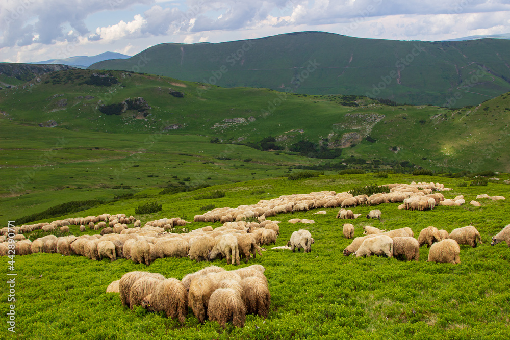 Fototapeta premium Flock of sheep