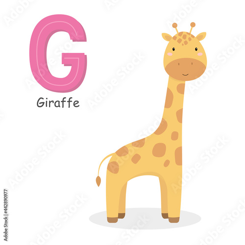 Letter G and a cute cartoon giraffe. Children's English alphabet. It is suitable for the design of postcards, books, leaflets, banners, birthday invitations. Colorful vector illustration