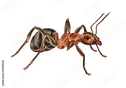 Insect ant isolated on a white background. Watercolor. Illustration. Hand drawn. Closeup.