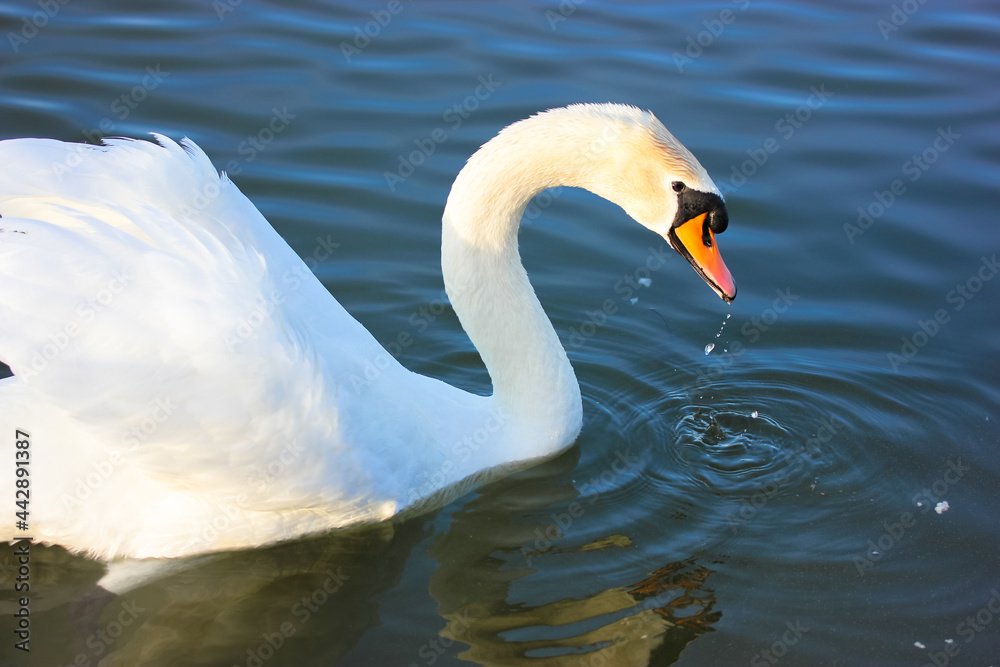 Portrait of a graceful white swan swimming on a blue lake. A beautiful white bird, Latin name Cygnus olor, drinking water from a river, lake, pond. A duck family. White wings, magnificent plumage. Portrait of a graceful white swan swimming on a blue lake. A beautiful white bird, Latin name Cygnus olor, drinking water from a river, lake, pond. A duck family. White wings, magnificent plumage.