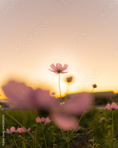 cosmos