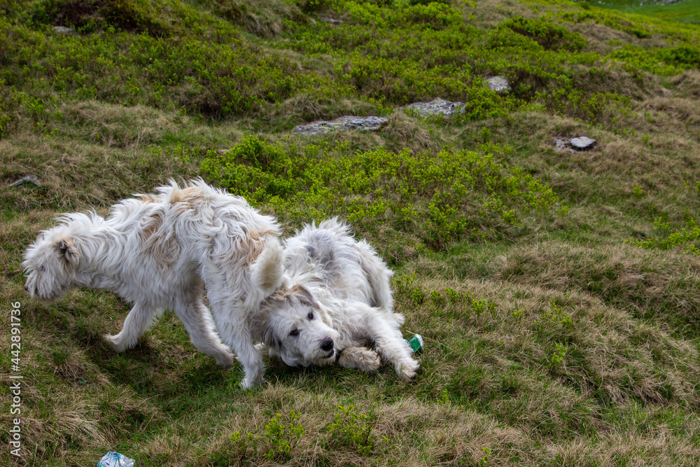 Fototapeta premium Sheepdog