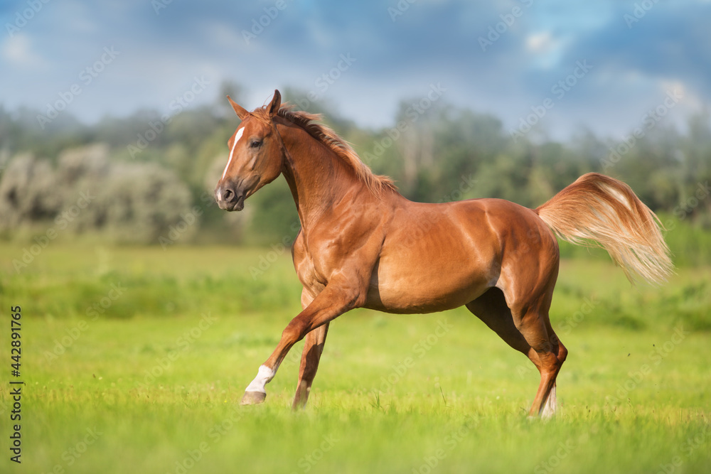 Red horse free run in spring green field Red horse free run in spring green field