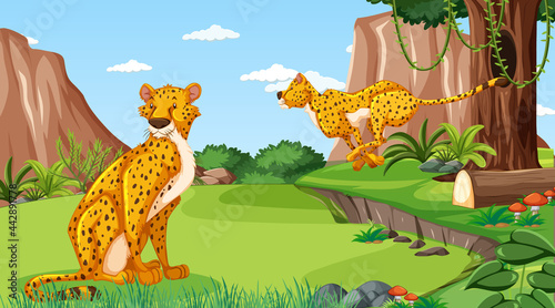Cheetah in forest or rainforest at daytime scene