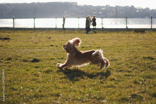Happy red cocker spaniel puppy portrait outdoors in summer.