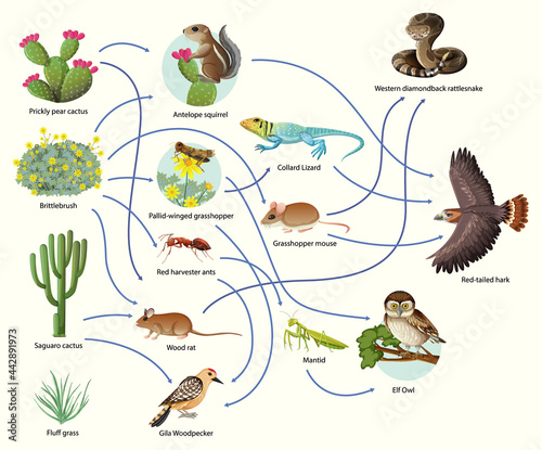 Diagram showing animal food chain on white background