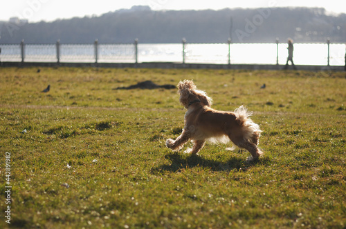 Happy red cocker spaniel puppy portrait outdoors in summer.