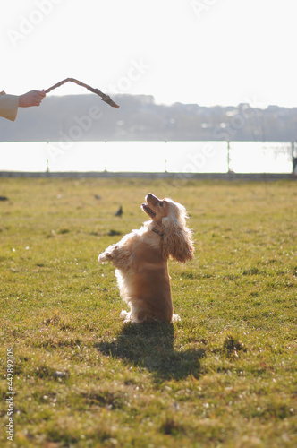 Happy red cocker spaniel puppy portrait outdoors in summer.
