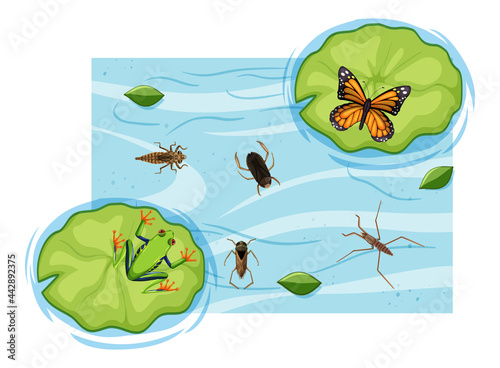 Top view of aquatic insects in the pond