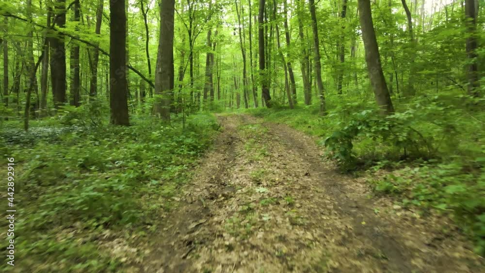 forest green deciduous flight of a drone through the trees forest green deciduous flight of a drone through the trees