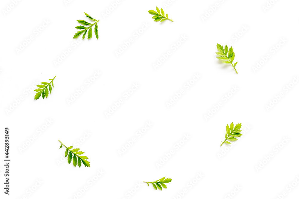 Layout of green leaf and branches isolated on white. Overhead view Layout of green leaf and branches isolated on white. Overhead view