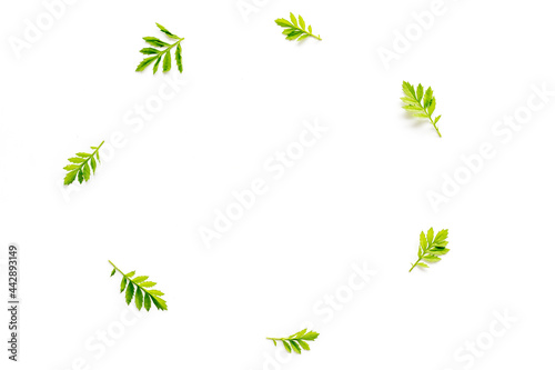 Layout of green leaf and branches isolated on white. Overhead view