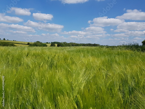 Rye field photographed in Haverhill, sunny day in June 2021