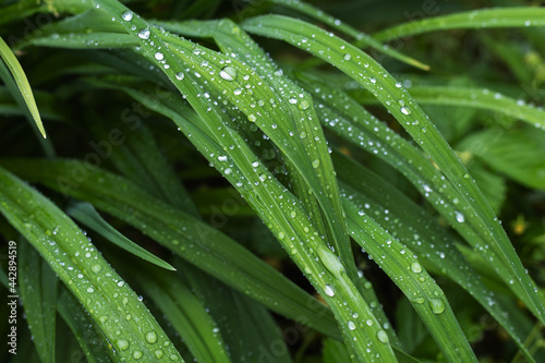 Grass with rain drops