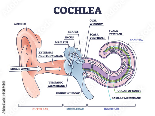 Cochlea ear anatomical structure with organ parts description outline diagram. Biological or medical sensory system example with outer, middle and inner sections vector illustration. Physiology scheme photo