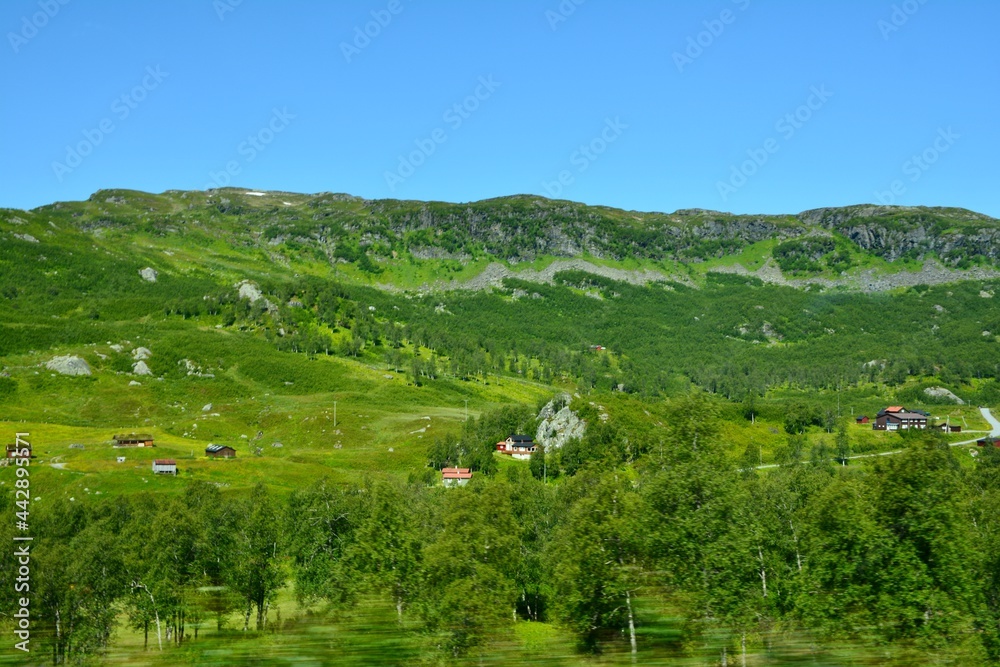 landscape with cows