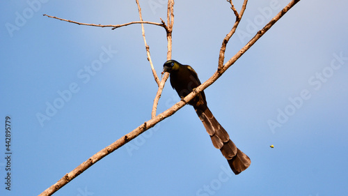 Crypsirina temia ( Racket-tailed Treepie ) eat insects. photo