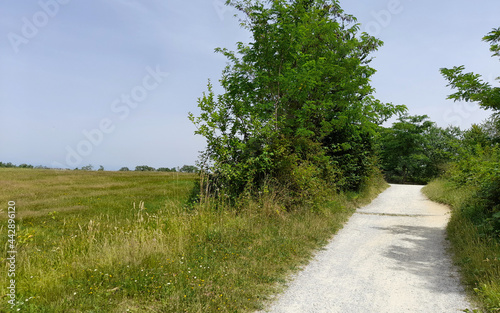 Pista ciclopedonale in campagna in estate photo