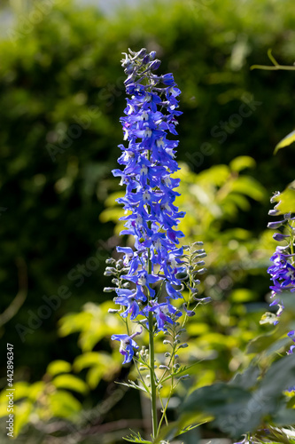 Ostróżka wyniosła, ostróżka ogrodowa, Delphinium elatum L. Pojedyncza roślina z niebieskimi kwiatami w letnim ogrodzie
 photo
