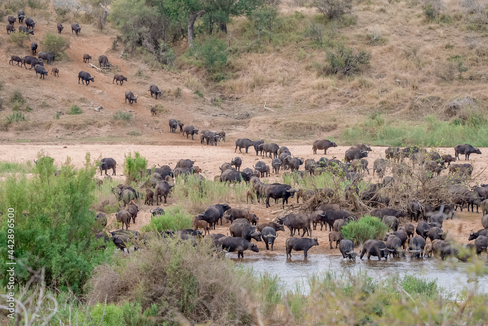 Wide shot of a herd of buffalo gathering at a water hole in the African wilderness.
Wide shot of a herd of buffalo gathering at a water hole in the African wilderness.