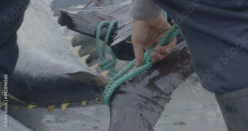 Fishermen fishing tuna fish (bluefin) from a fishing boat slow motion 4k
