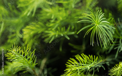 Fine fir growing on young coniferous tree, closeup shallow depth of field macro detail - only few blades in focus, abstract natural background