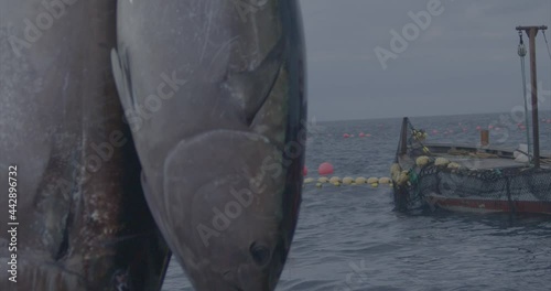 Fishermen fishing tuna fish (bluefin) from a fishing boat slow motion 4k