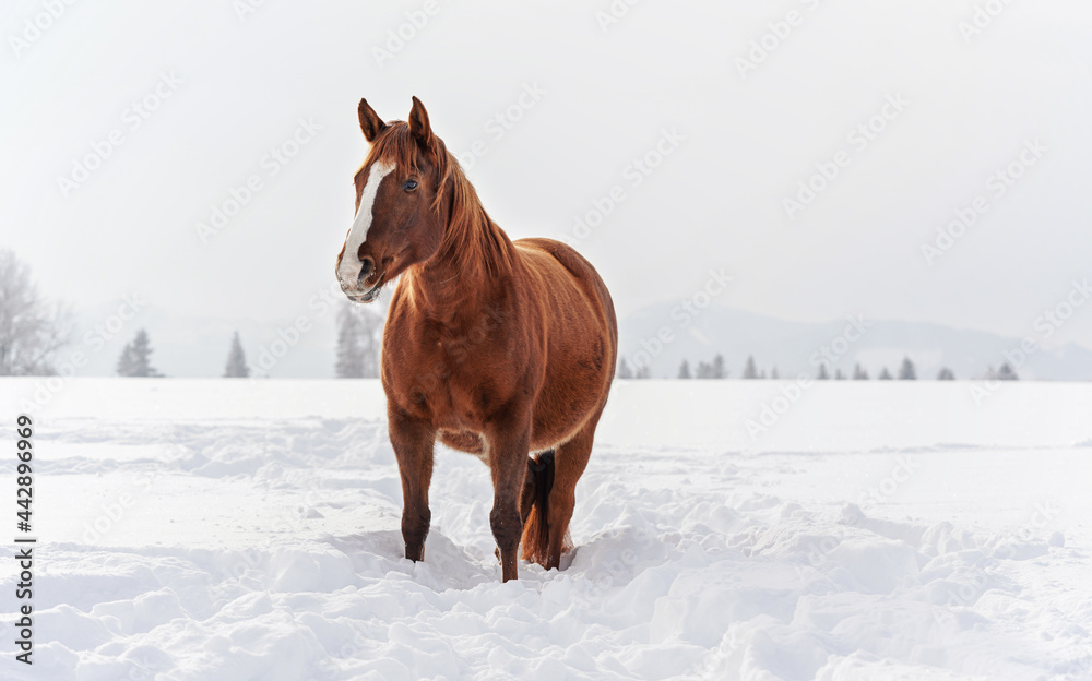Dark brown horse wades on snow covered field, blurred trees in background, space for text left side Dark brown horse wades on snow covered field, blurred trees in background, space for text left side