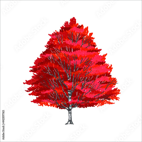 Artistic red maple tree in the garden, fall foliage season, beautiful autumn scenery, romantic atmosphere, hand sketch drawing and painting, vector illustration, tree elevation for graphic retouch