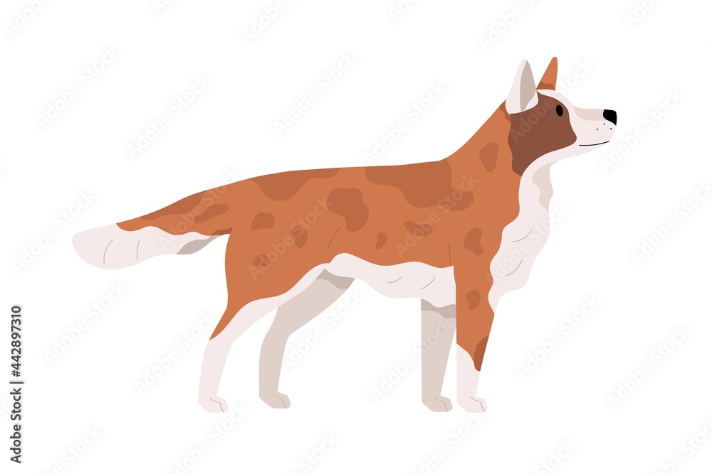 Beautiful dog standing and looking up. Side view of doggy. Canine animal with spots. Puppy s profile. Realistic flat vector illustration of pet isolated on white background Beautiful dog standing and looking up. Side view of doggy. Canine animal with spots. Puppy s profile. Realistic flat vector illustration of pet isolated on white background