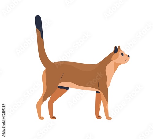 Side view of slim cat isolated on white background. Slender kitty looking up. Beautiful feline animal standing with tail up. Pretty puss. Realistic flat vector illustration of pet