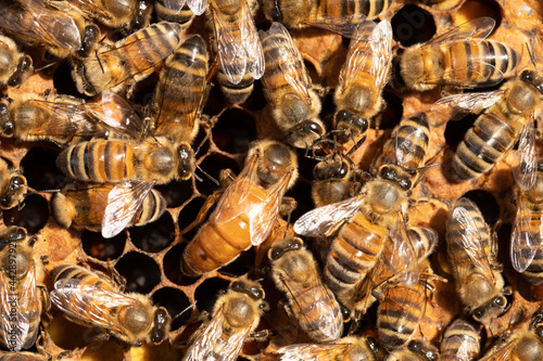 Queen honey bee is laying eggs  in the autumn for a new colony. She can lay up to approx 2000 eggs in a day from stored sperm from her only single mating flight. 