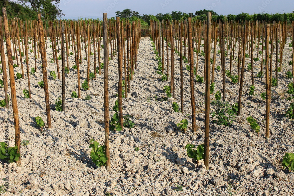 Plantation jeunes pieds de vignes Vallée du Rhône Drôme Auvergne Rhône Alpes France Plantation jeunes pieds de vignes Vallée du Rhône Drôme Auvergne Rhône Alpes France
