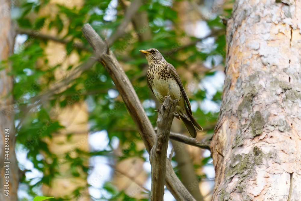 Fieldbird Turdus pilaris sits on a tree branch. Close-up. Bird thrush family Turdidae Fieldbird Turdus pilaris sits on a tree branch. Close-up. Bird thrush family Turdidae