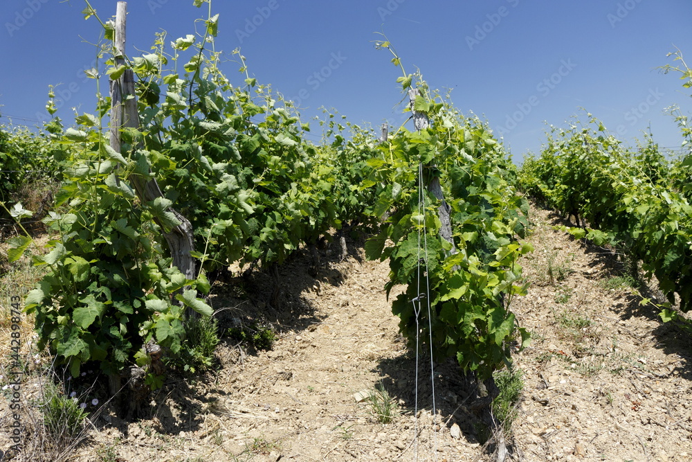 Vallée du Rhône  Vignes vignoble du Côtes du Rhône Auvergne Rhône Alpes France
