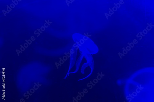 Valokuvatapetti Jellyfish in different colours, Sea Life summer 2021