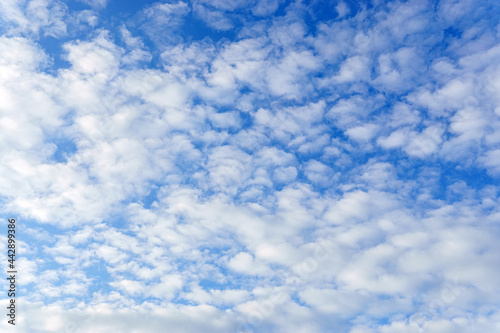 Clouds sky background with white volumetric foamy clouds in the blue sky. Many cumulus clouds. Background. copy space for text