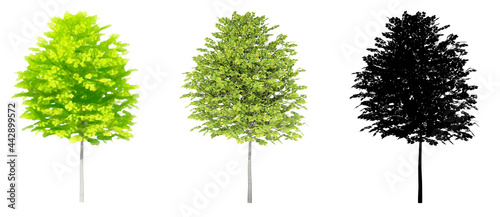 Set collection of Common Linden trees  painted  natural and as a black silhouette on white background. Concept or conceptual 3d illustration for nature  ecology and conservation  strength  endurance