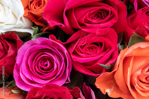 Background image of roses. Roses top view. Colored fresh pastel roses. Pink and rose roses. Background image of roses. Colored fresh vivid color flowers.