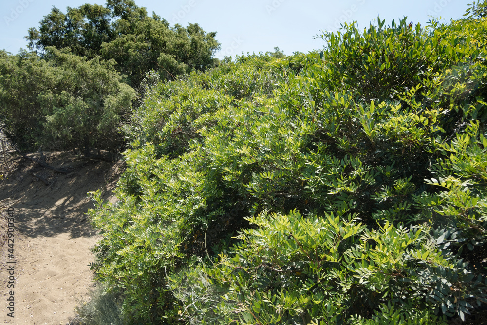 Rimigliano coastal park, mediterranean scrublands, the sand dunes covered with juniper, myrtle and lentiscus. Area of San Vincenzo, Livorno province, Tuscany
