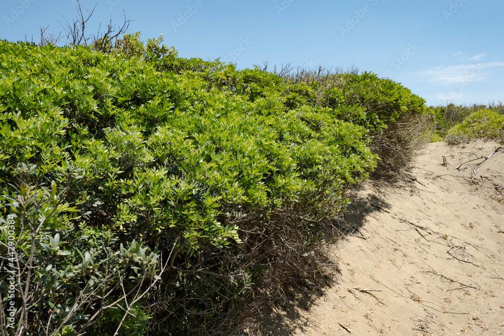 Rimigliano coastal park, the sand dunes covered with juniper, myrtle and lentiscus, tuscan mediterranean scrubland. Area of San Vincenzo, Livorno province, Tuscany
