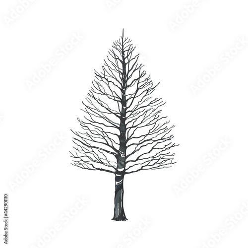 deciduous pine tree in winter, beautiful scenery, romantic atmosphere, hand sketch drawing and painting, vector illustration, tree elevation for graphic retouch