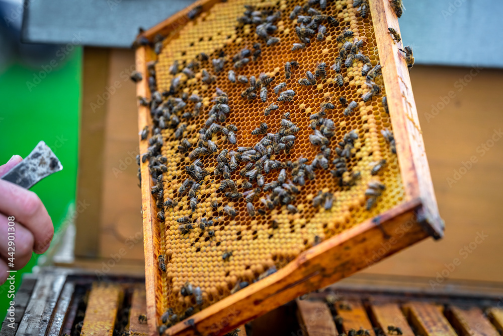 wax frame in bee hive, honey production wax frame in bee hive, honey production