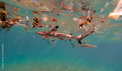 Juvenile blacktip reef sharks surrounded in plastic photo