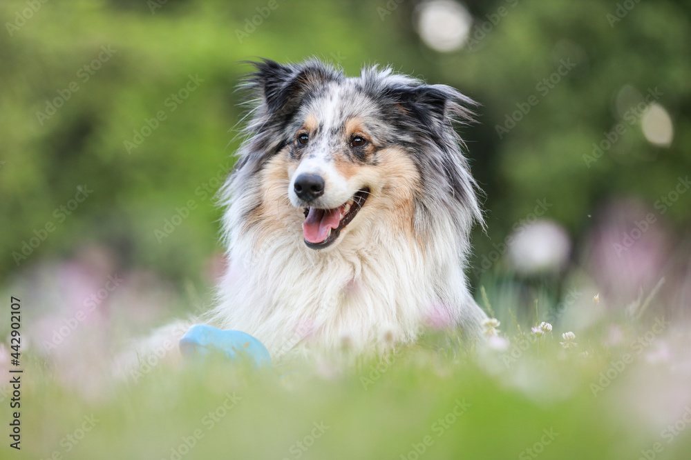 Blue merle sheltie shetland sheepdog laying on the grass and chewing small kids watering can in blue color.